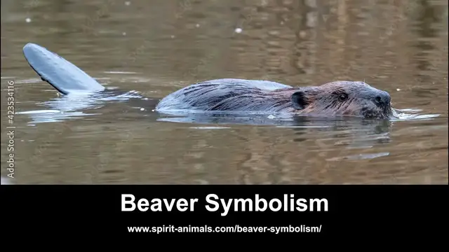 Video thumbnail for Beaver Symbolism