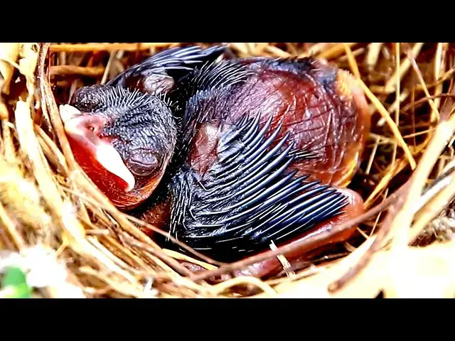 Video thumbnail for Top Peacock Bird Cries Eat Food