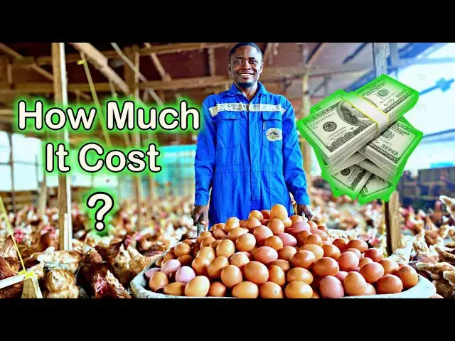 'Video thumbnail for Eggs at 16-Week! How Much MONEY We SPENT On Our 3000 Layers. Otto'sFarms 馃挵馃悾'