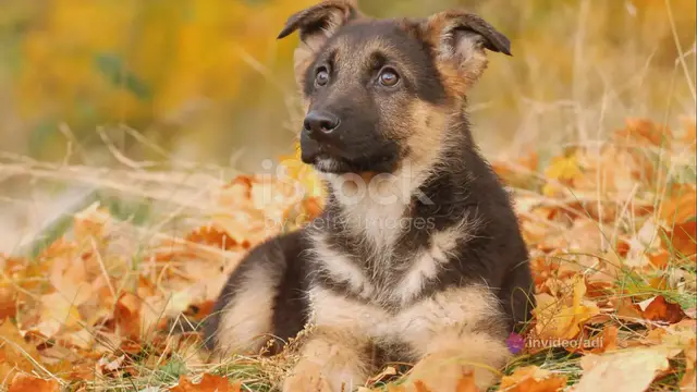'Video thumbnail for Unleashing the German Shepherd Puppy_ A '