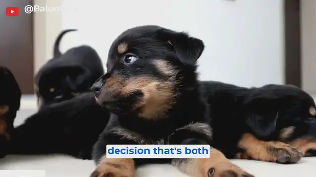'Video thumbnail for breed all about it (5)'