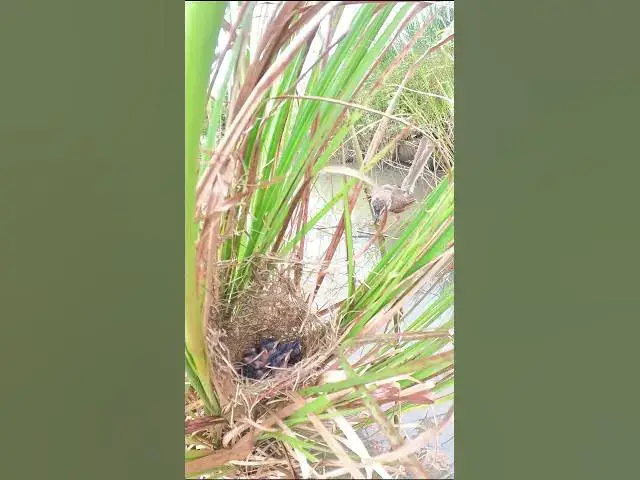 Video thumbnail for Wild Mother Bird Feeding Food To Babies