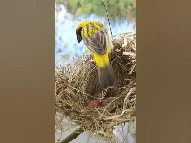 Video thumbnail for Male Of Sudan Golden Bird in Nest #Baby #Wild #Birds #Nest #Nature #Newborn #Feathered #Hatching