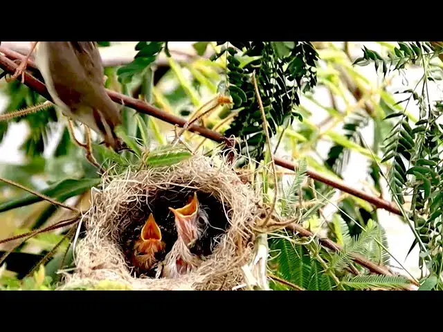 'Video thumbnail for The Feeding Time for Adorable Field Nestling bird on nest'
