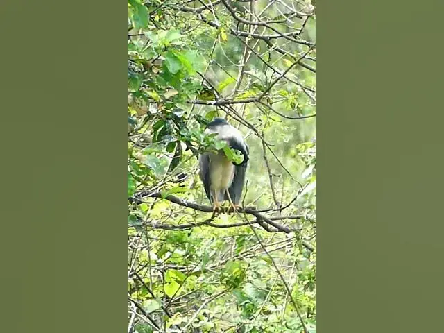 Video thumbnail for Top Bird Gain Bird  #sales #contractor #cutegirl#Shorts #reel #dacing