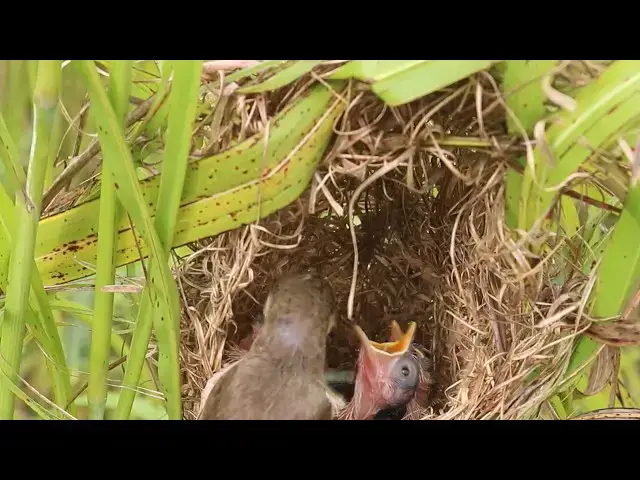Video thumbnail for Mummy Bird feed Insect or food to babies in nest cries  @ViralBirdNest