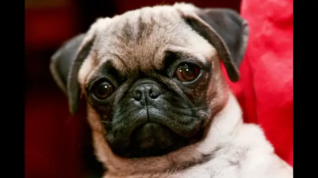 Video thumbnail for Pug Personality