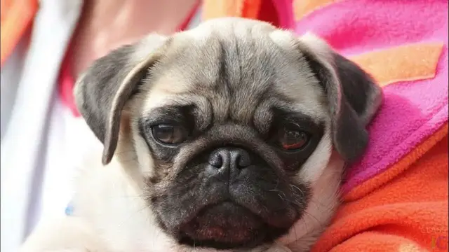 Video thumbnail for Is Pug Easy to Take Care?