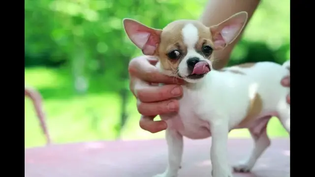 Video thumbnail for Are Chihuahuas Originally From Mexico?