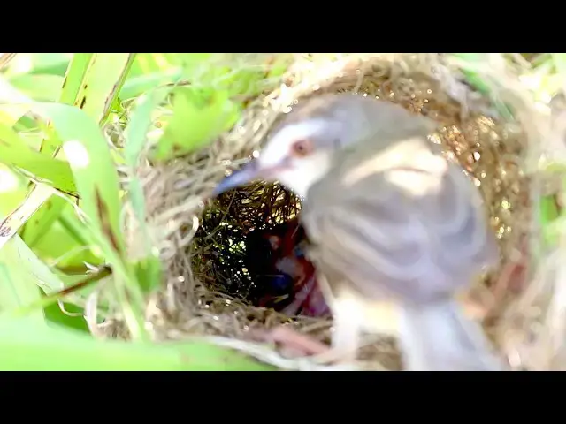 Video thumbnail for Other Sparrow Feeds Fledglings in Nest  @ViralBirdNest