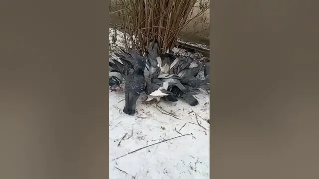 Video thumbnail for Are pigeons friendly?#shorts