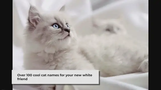 Video thumbnail for 100+ ägedat kassinime teie uuele valgele kassile