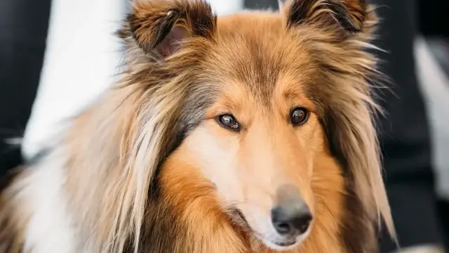 Video thumbnail for 15 Pros and Cons of Shetland Sheepdogs