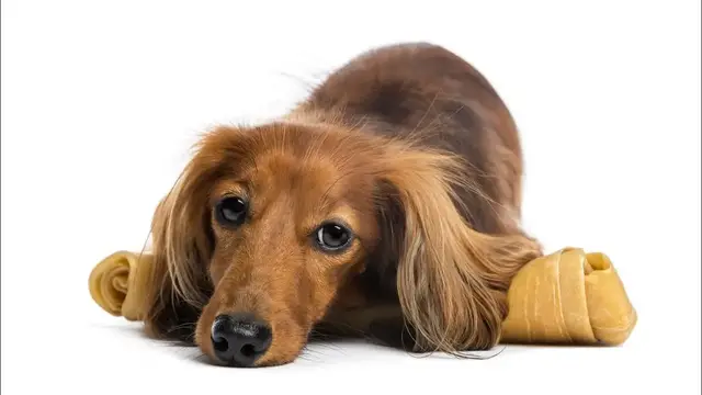 Video thumbnail for Dachshund Dog Breed: Pros & Cons