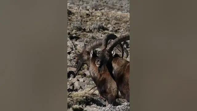 Video thumbnail for Walia ibex in Ethiopia #shorts