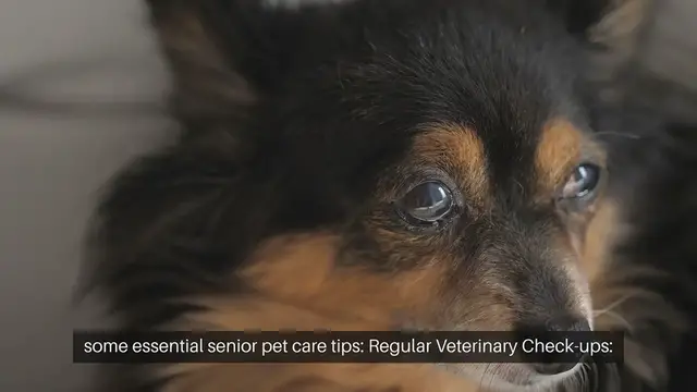 Video thumbnail for Senior Pet Care Tips