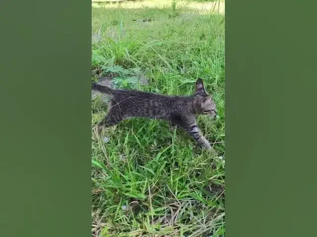 Video thumbnail for All baby cat Play on grass 2  #cat #shortcat #catchcatch #bitcat  #animals #cute #catlover  #cutecat