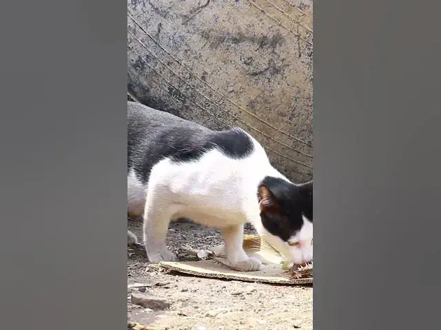 Video thumbnail for Cute of cat eating 1  #cat #shortcat #catchcatch #bitcat  #animals #cute #catlover  #cutecat