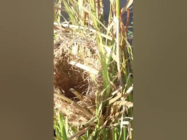 Video thumbnail for #babycryfeed #amazingbird #topbird #Stripethroated #Bulbul #Feeding #BabyBirds #inNest #Heartwarming