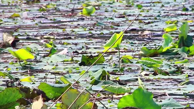 'Video thumbnail for Wild bird find to catch food underwater in lake'