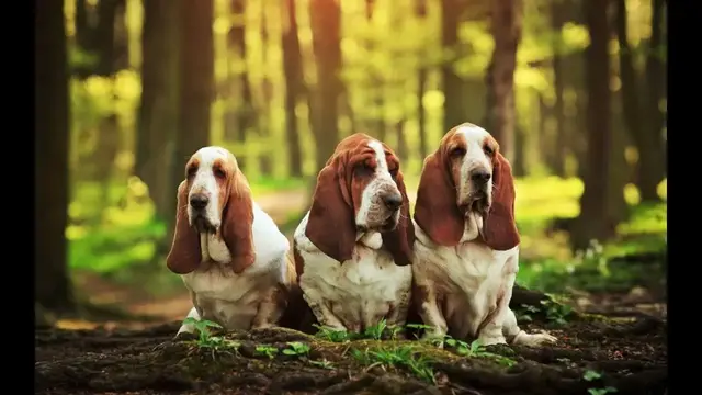 Video thumbnail for Basset Hound Health Issues