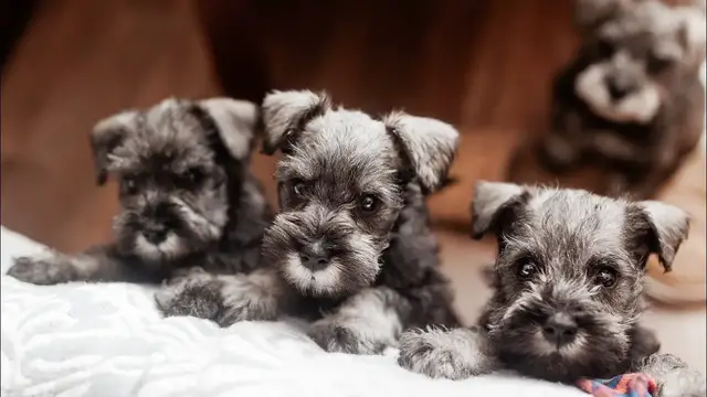 Video thumbnail for Miniature Schnauzer (Zwergschnauzer): Pros & Cons