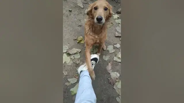 Video thumbnail for Train Your Dog to Give Paw