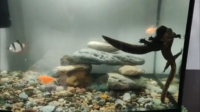 Video thumbnail for Newt pheromones: They just drive the mating females crazy