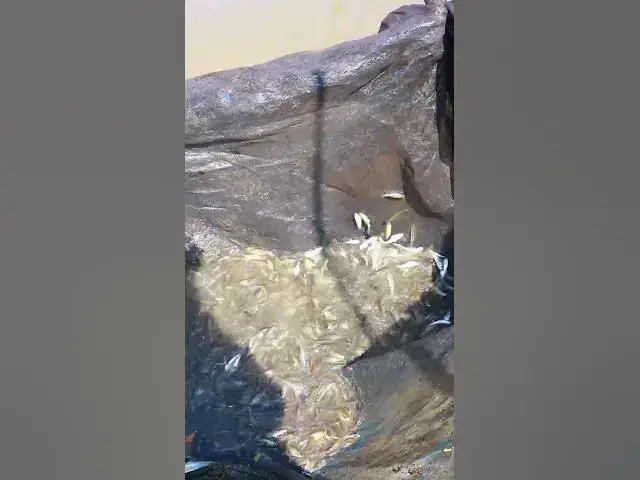 Video thumbnail for Way Catch Fish A Lot 1 #waycatchfish #fishcatch #alotfish #viralfish #fishlake