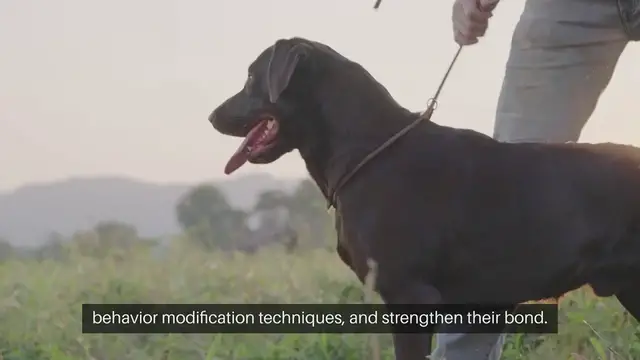 Video thumbnail for Dog Training Classes