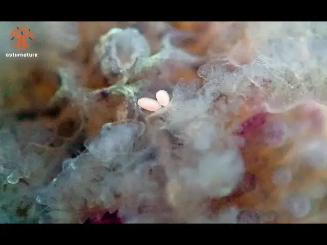 'Video thumbnail for Doridicola agilis'