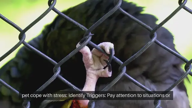 Video thumbnail for Pet Stress Management