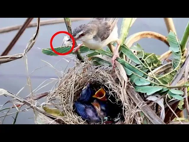 Video thumbnail for Rice Sparrow Nurtures Nestlings: A Feeding Journey
