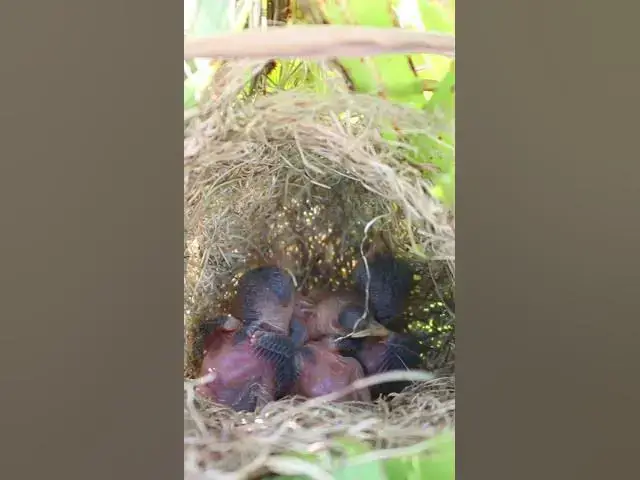 Video thumbnail for #birdwatch #wildlife #birdwatching #nature #birdfeeding #birdsound #birds #cuteanimals #nest #birdwa