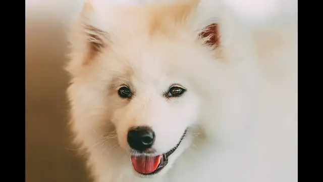 Video thumbnail for 26 Pros and Cons of Owning a Samoyed