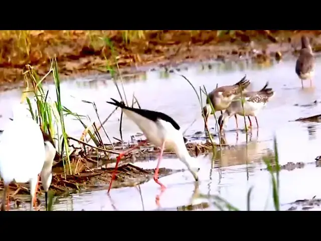Video thumbnail for Amazing of Lake  - Incredible Underwater Fishing at Lake - Watch Birds Catch Big Fish!