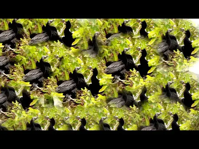 'Video thumbnail for កូនក្អែកទឹកនៅក្នុងសំបុកច្រើនណាស់'