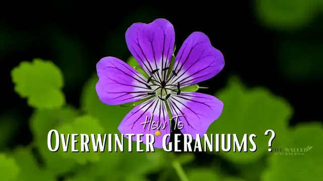 'Video thumbnail for How To Overwinter Geranium Plants?'