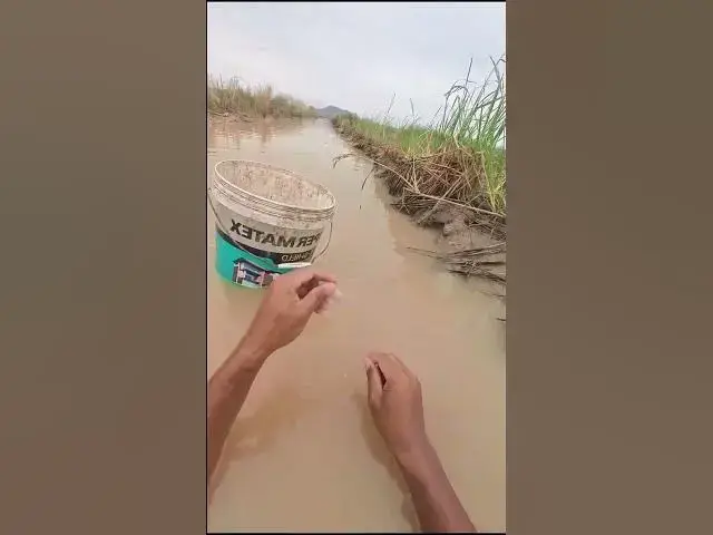 Video thumbnail for Cast net Catch Fish A lot 3  #fish #viralfish #catchingfish #fishgrill #friedfish #redfish