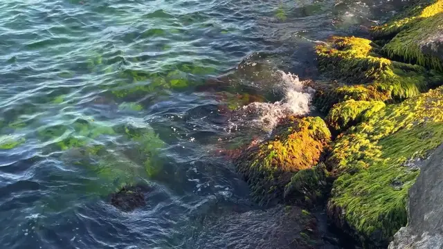 'Video thumbnail for Sea Moss: Nature's Nutrient-Rich Superfood'
