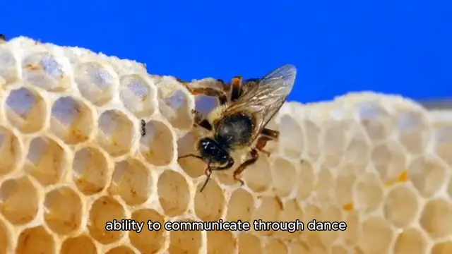 Video thumbnail for The Secret Life of Honeybees.