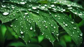 Video thumbnail for Echoes of the Ancestors: The Beauty of Native American Flute Music