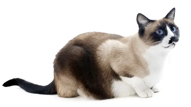 Video thumbnail for Is a Siamese Cat a Good Pet?