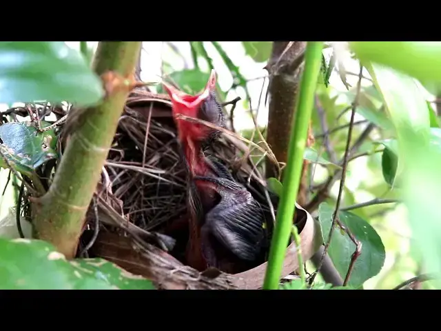 Video thumbnail for The Egg Peacock: A Guide to Raising this Majestic Bird  @ViralBirdNest