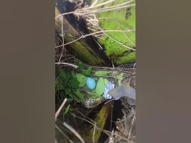 Video thumbnail for Egg bird