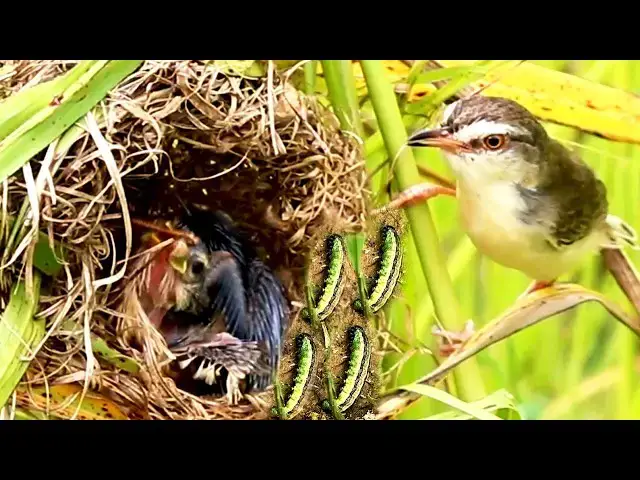 Video thumbnail for Feeding Frenzy: The Fascinating Process of a Baby Bird's Growth in the Nest [ @ViralBirdNest ]