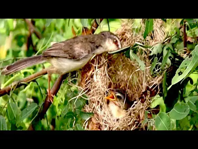 Video thumbnail for Mother's bird catch food to feeding it baby's bird