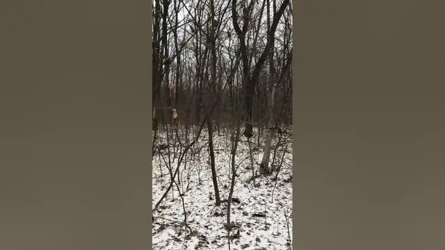 Video thumbnail for Winter Oak Forest