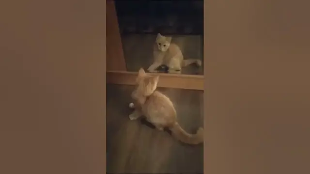 Video thumbnail for What happens if a cat sees a mirror? #cat #mirror #catvsmirror #angrycat #funnycats
