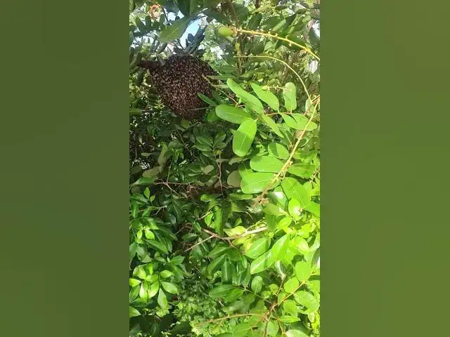 Video thumbnail for Big Honeybee #Female #Golden #Feed #Baby #Nest #Start #Results